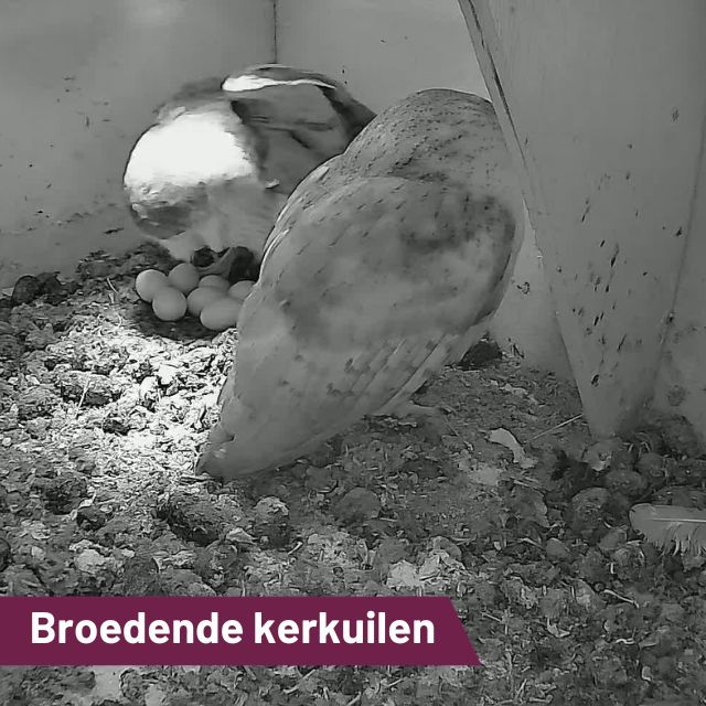 De lente is in volle gang en ook ‘onze’ kerkuilen zijn weer aan het broeden!