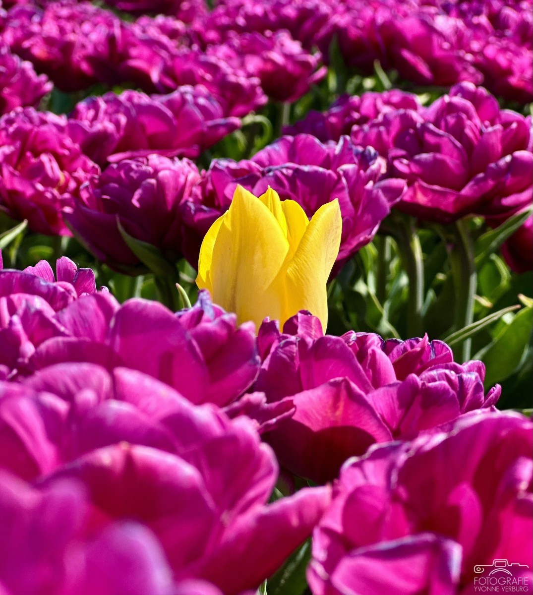 Maandag:1394 x bekeken +Top 10 meest gelezen berichten