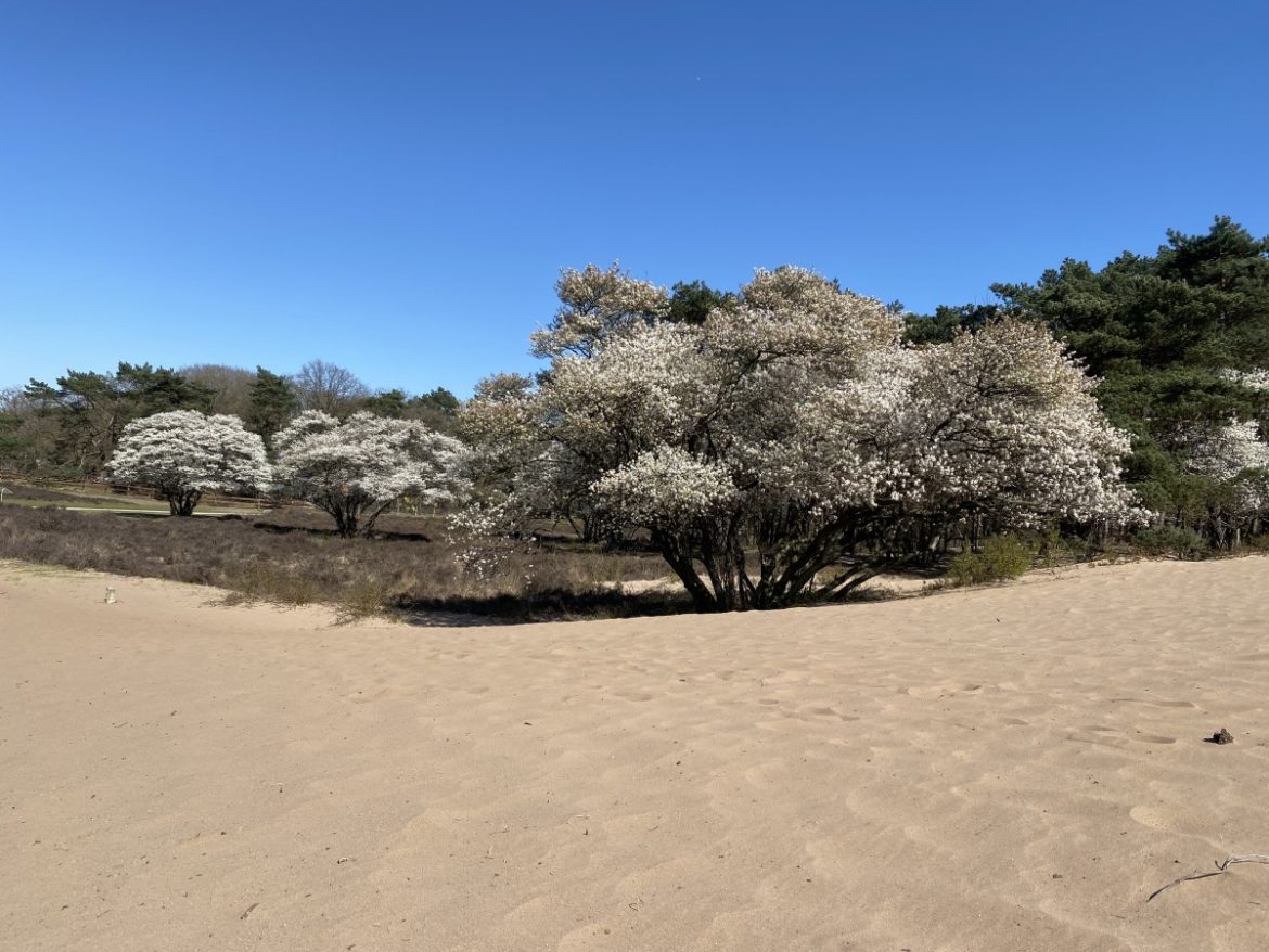 De bloeiende krentenbomen zorgen weer voor een sprookjesachtig wit ’wolkeneffect’ op de Gooise hei. 