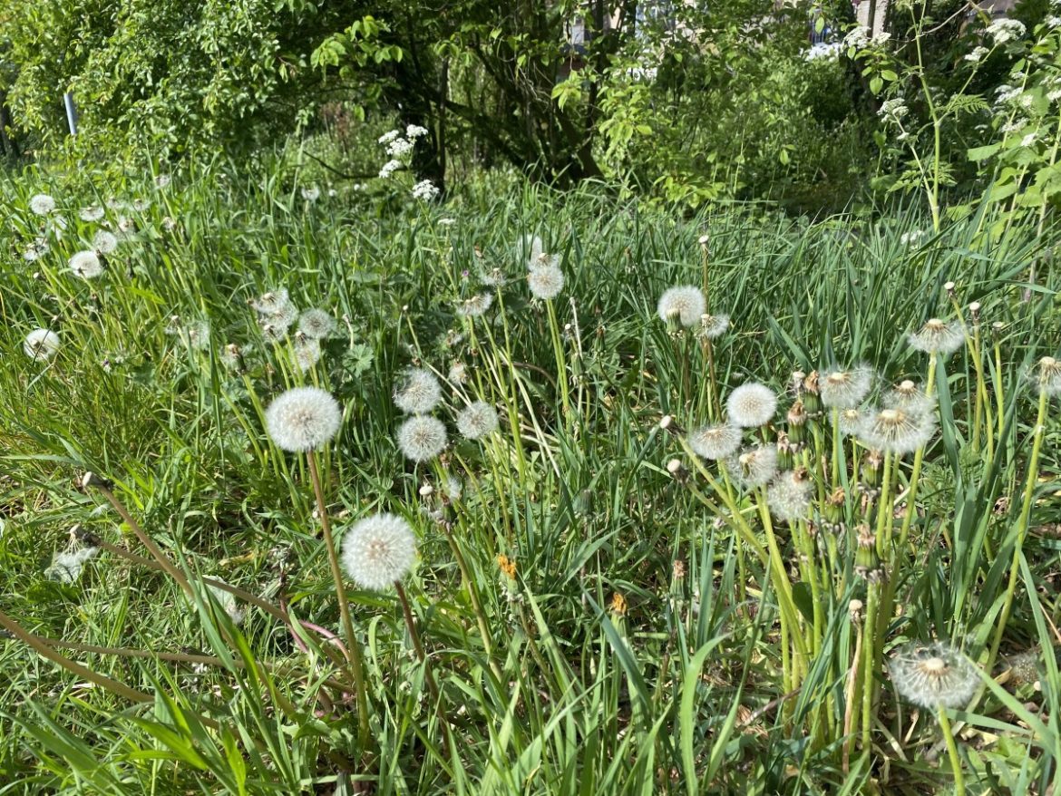 Woensdag: 1810x bekeken + Top 10 meest gelezen berichten