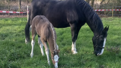 Zondag:1239x bekeken +Top 10 meest gelezen berichten