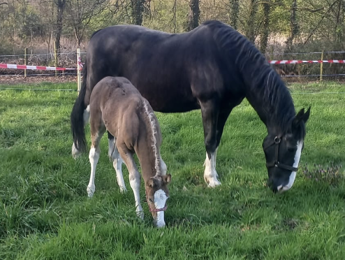 Zondag:1239x bekeken +Top 10 meest gelezen berichten