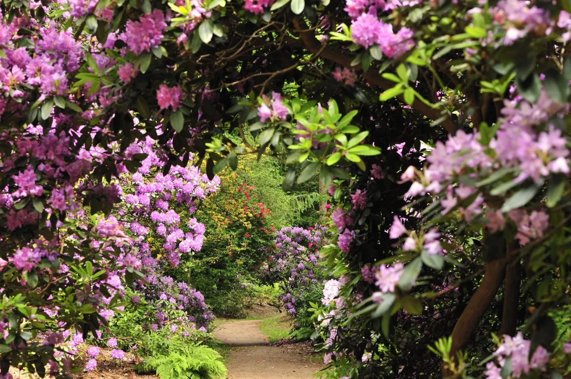 Bezoek de  rododendronvallei Gooilust