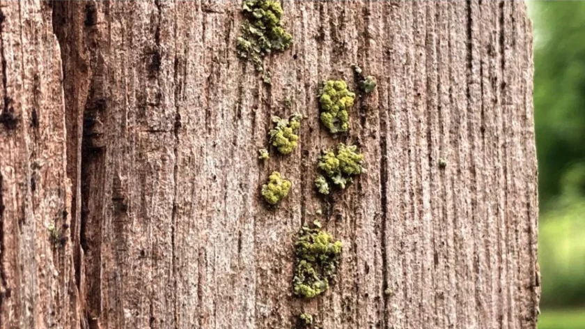 Opnieuw 1000-soortendag in het Gooi: vrijwilligers tellen planten, dieren en insecten