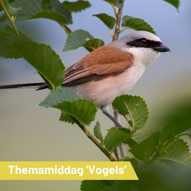 Elke laatste zondag van de maand is er een speciale themamiddag bij de schaapskooi in Blaricum.