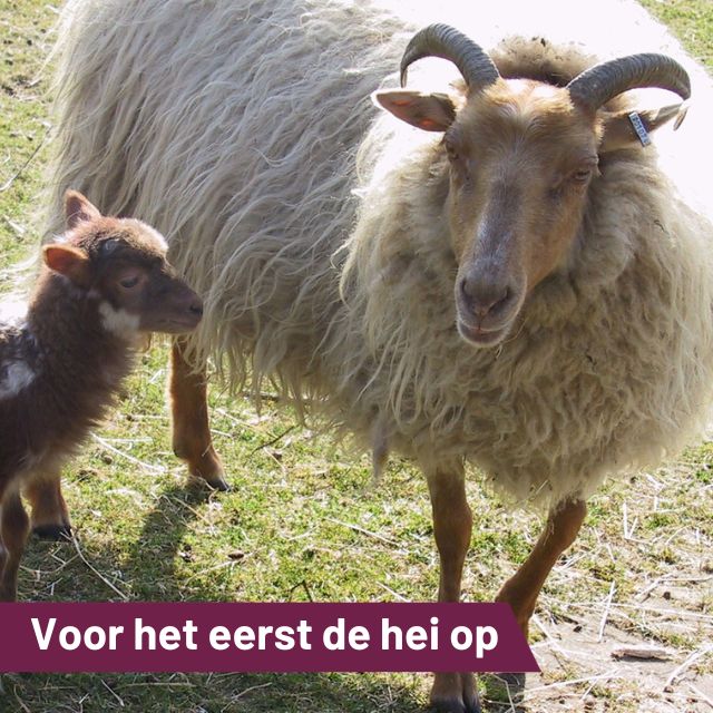 Het is zover! Na een paar maanden op stal gaat de Blaricumse kudde weer wennen aan de heide.