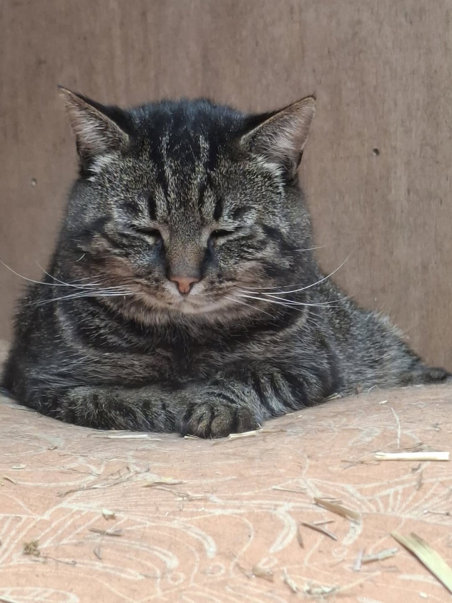 Piet is spoorloos…