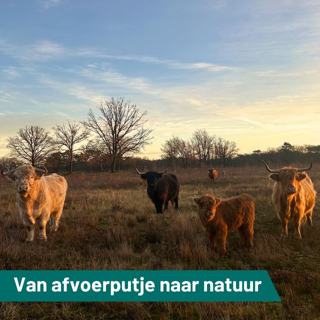 Het Laarder wasmeer