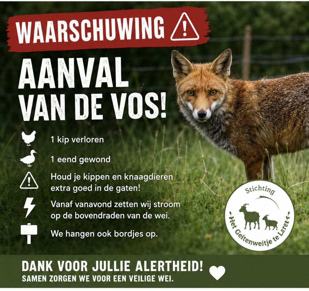 Aanval van de vos bij het Geitenweitje