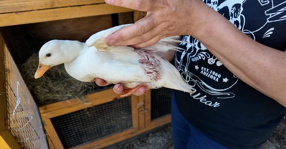 NH-Gooi: Slippergooier Esther redt eend Donald uit bek van vos: “Ze is de heldin van de buurt”