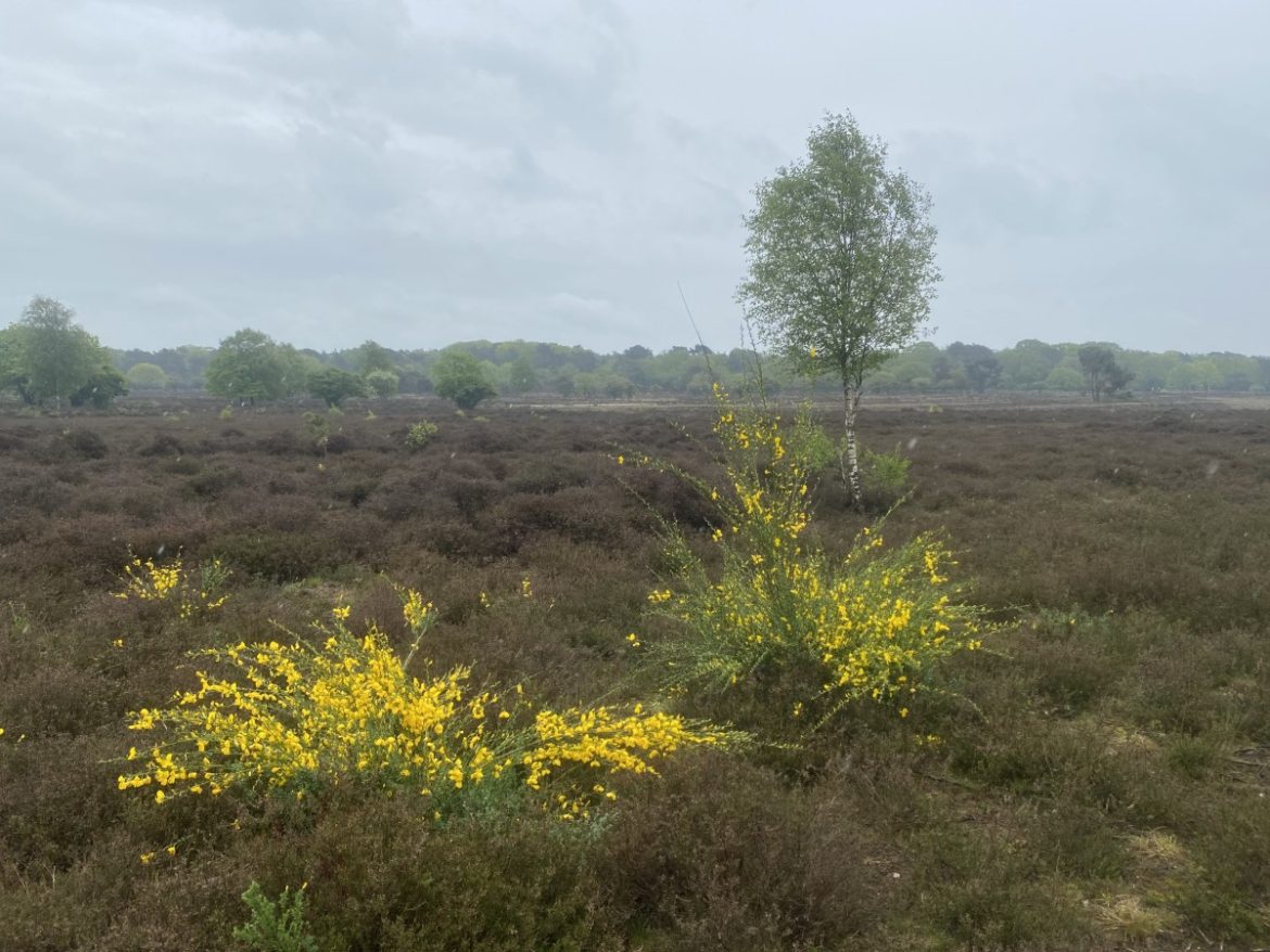De brem bloeit…