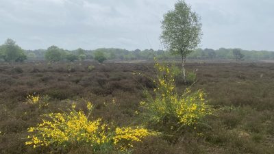 De brem bloeit…