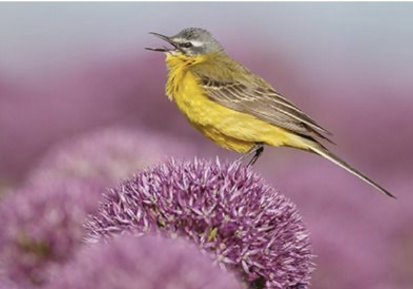 Nieuws uit de Noord Hollandse natuur