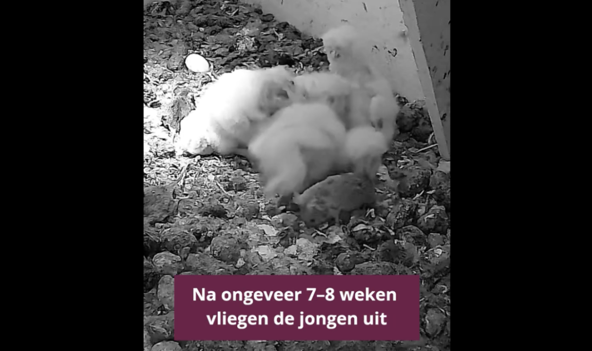 GNR:’Onze kerkuilen hebben jongen!’