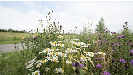 Onderzoek bevestigt: natuurvriendelijk bermbeheer helpt biodiversiteit vooruit