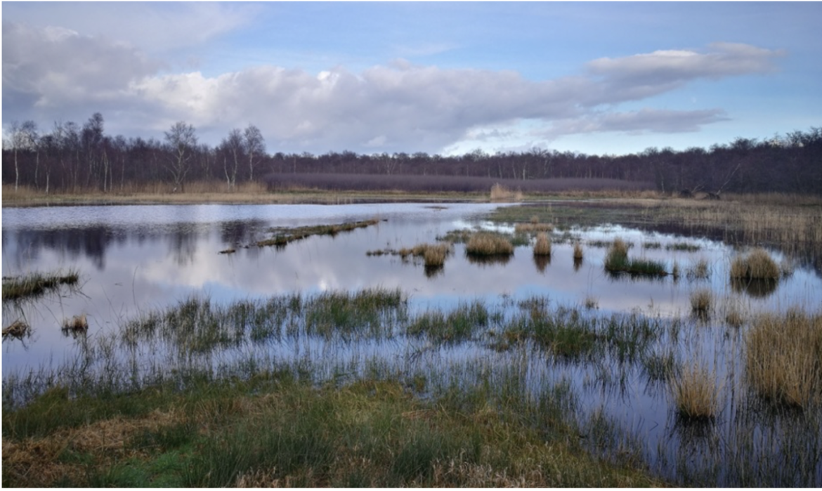 Nieuwe maatregelen nodig voor herstel van natuur in het Naardermeer