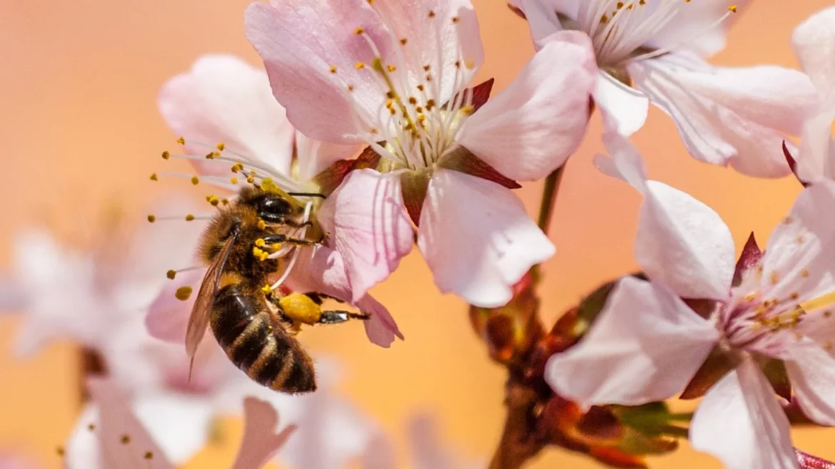 Stichting Laren Biodivers Groen opnieuw van start: ‘Laren groener en klimaatbestendig’