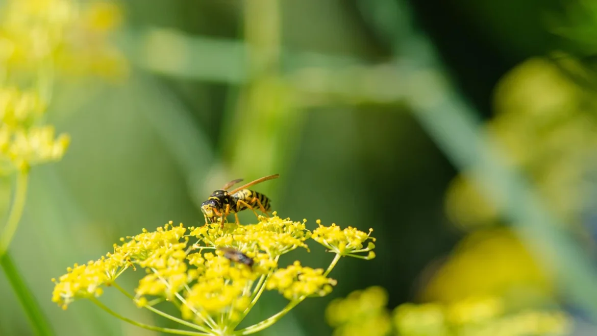 Mogelijk vroeg en actief wespenseizoen: ‘Wees alert op overlast’