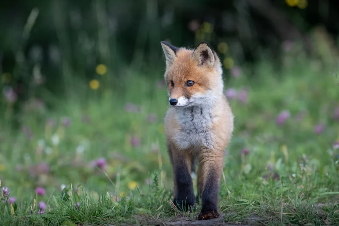 Leuke gezins-excursie ‘In het spoor van de vos’