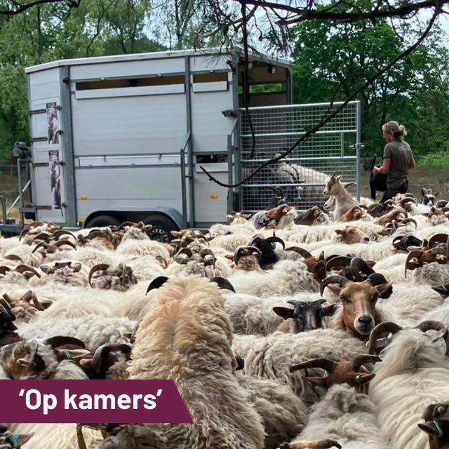 Lammetjes groeien als kool