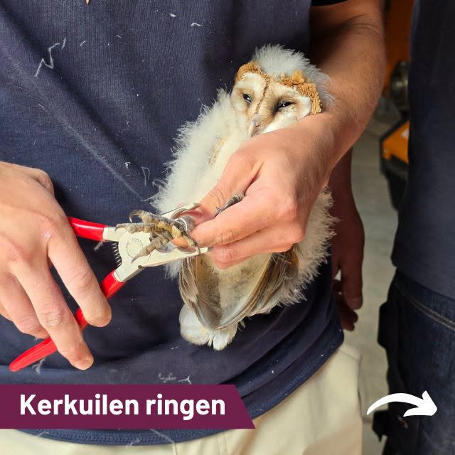 Jonge kerkuilen zijn vorige week geringd!