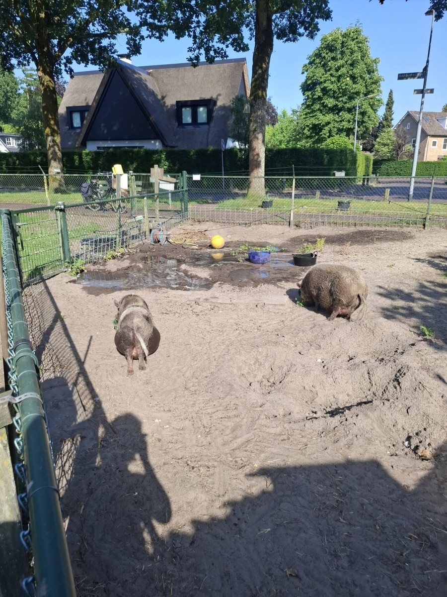 Tropenrooster bij Geitenweitje