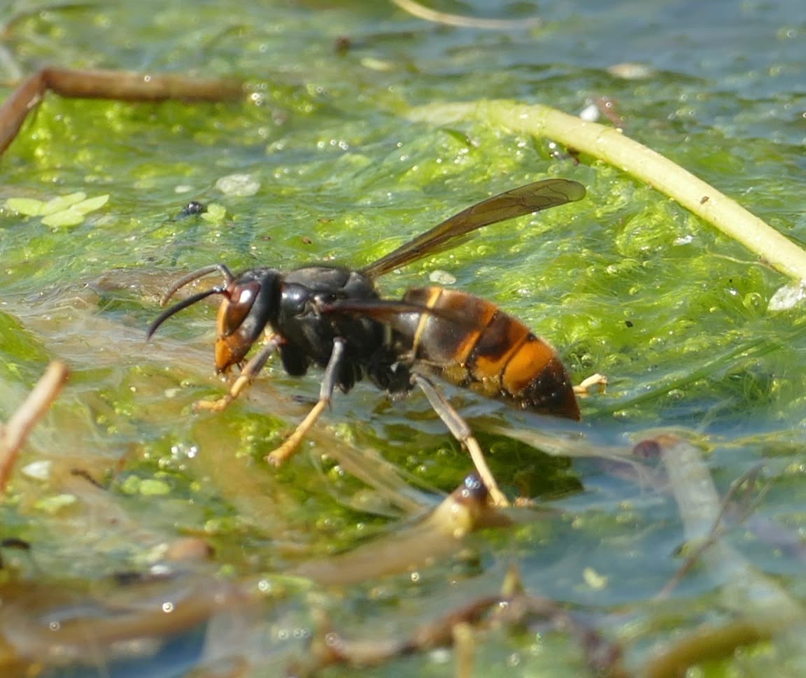 Geelpoothoornaar gespot!