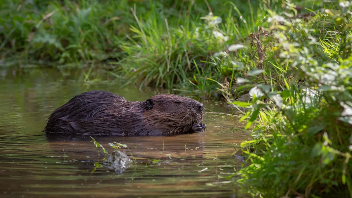 Meer bevers in de regio: Waterschap AGV neemt extra maatregelen voor waterveiligheid
