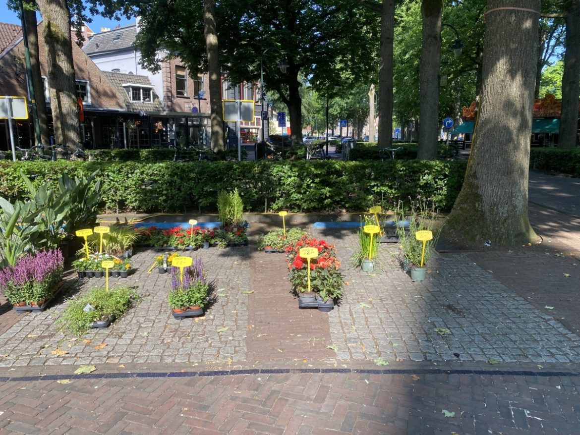 De laatste plantjes…