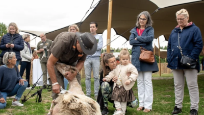 Zaterdag a.s.  schaap scheren in Blaricum