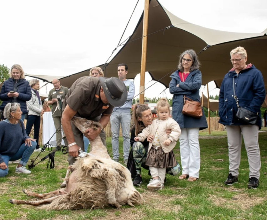 Zaterdag a.s.  schaap scheren in Blaricum