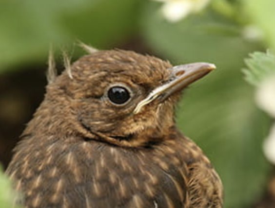 Jong vogeltje gevonden, wat nu?
