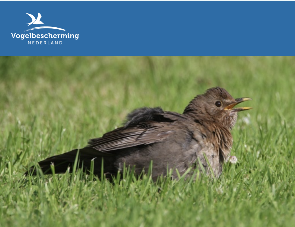 Help vogels bij hitte…