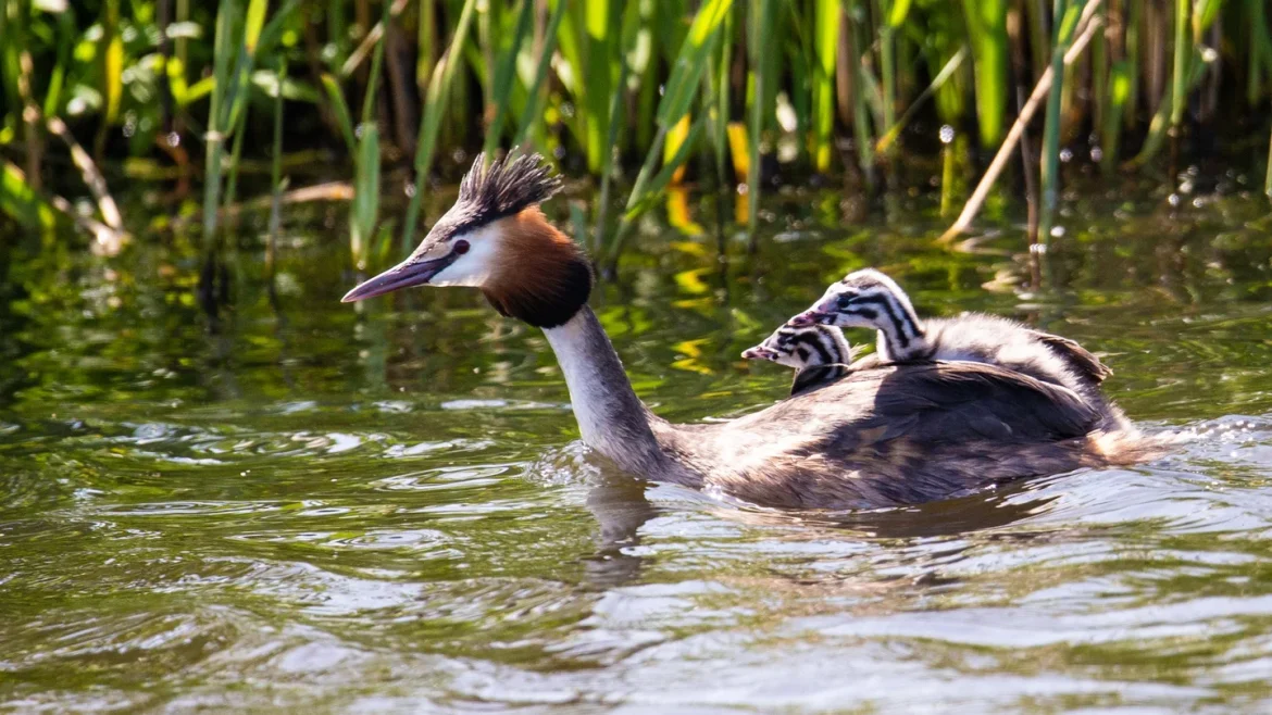 IVN viert jubileum met fotowedstrijd van lente in het Gooi