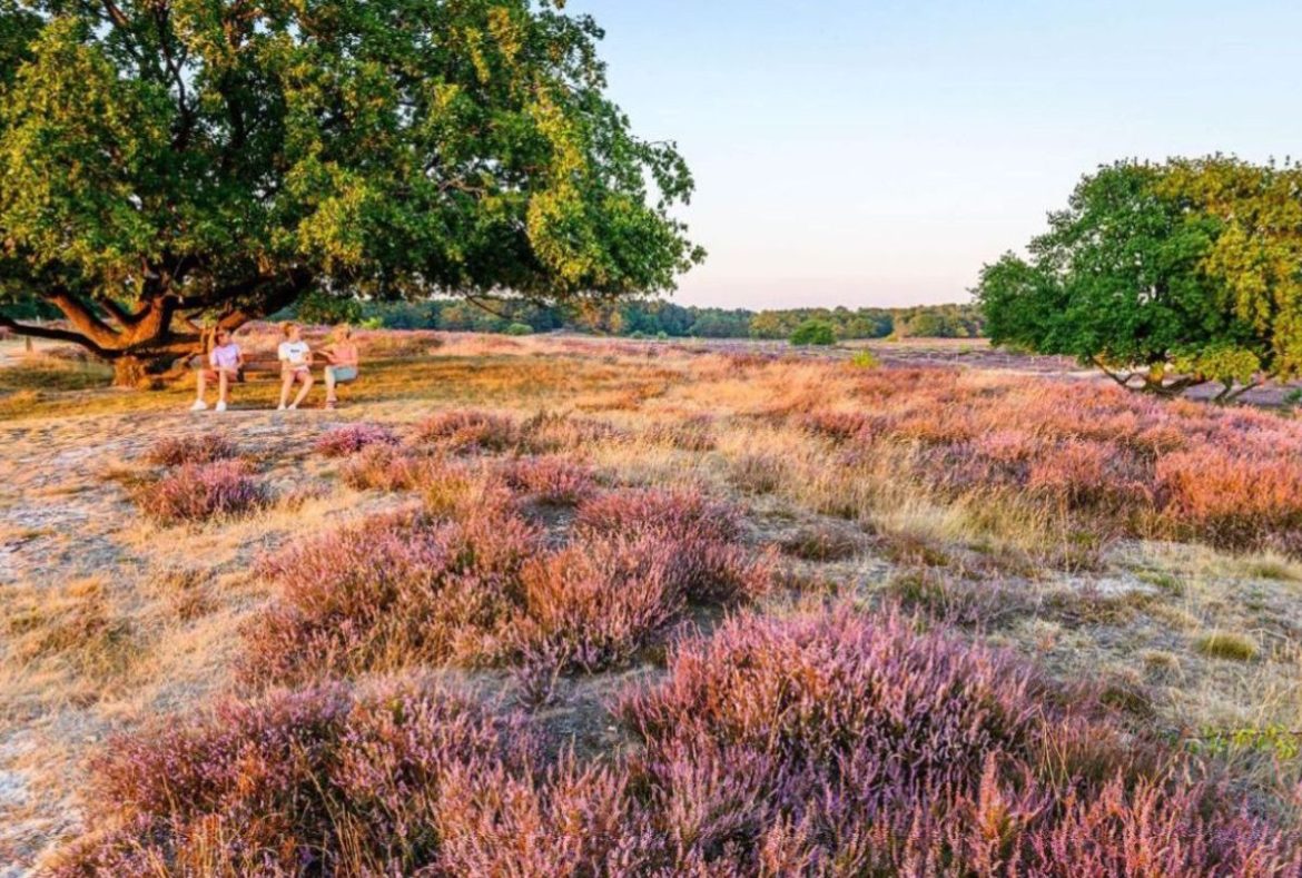  De Gooische Heide Guide 