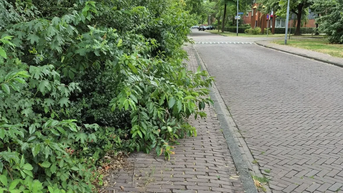 Gemeente Laren herkent zich niet in kritiek op onderhoud openbaar groen: ‘Gebeurt planmatig’
