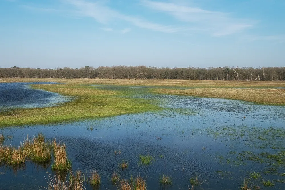 Morgen 10 uur wandeling rond Laarder Wasmeer