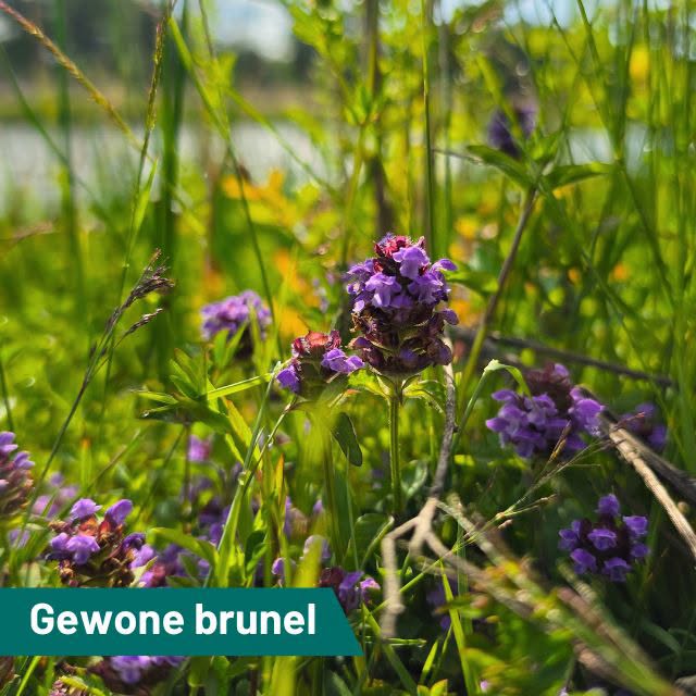 De paarsbloeiende Brunel