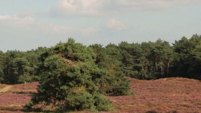 De Hoorneboegse Heide