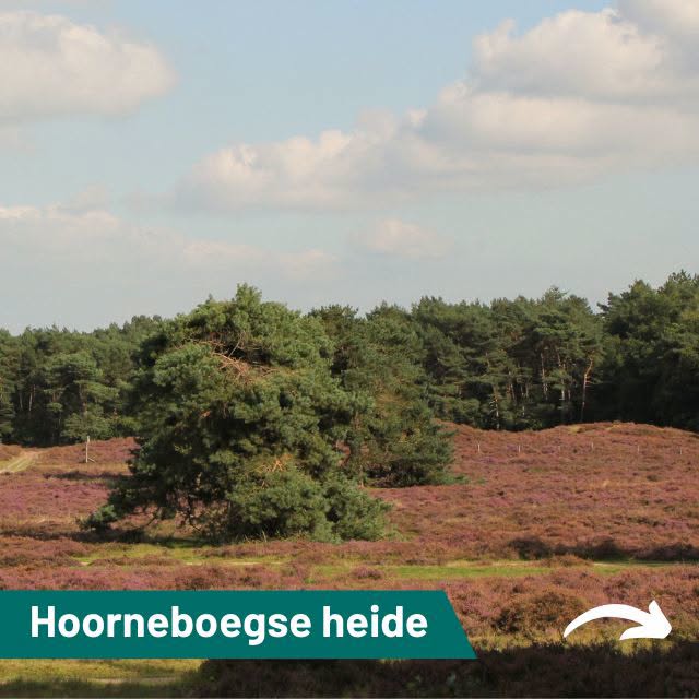 De Hoorneboegse Heide