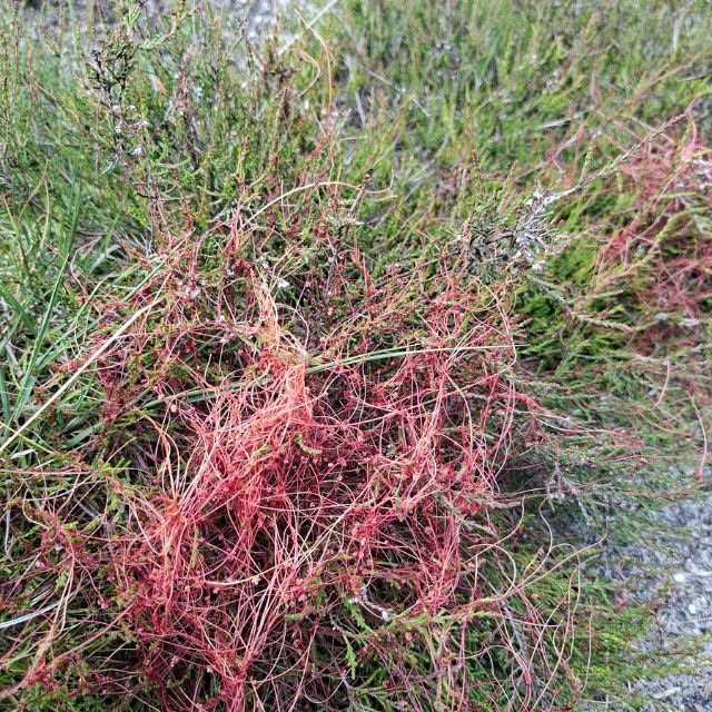 Duivelsnaaigaren…