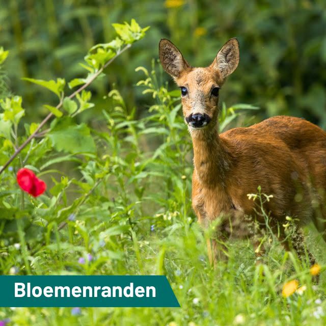 Langs de akkers (engen) in het Gooi bloeien nu prachtige inheemse bloemen
