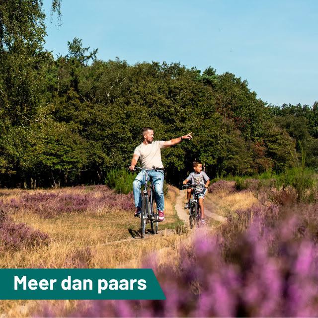 De heide kleurt straks weer prachtig paars