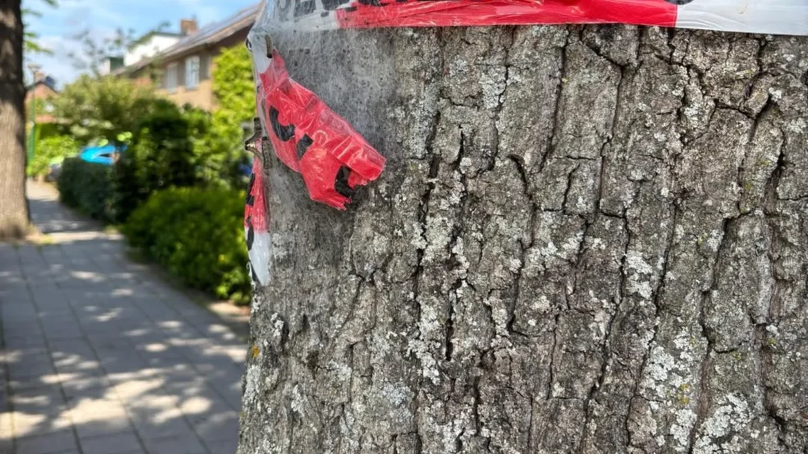 Gemeenten waarschuwen voor eikenprocessierups: houd afstand en meld nesten