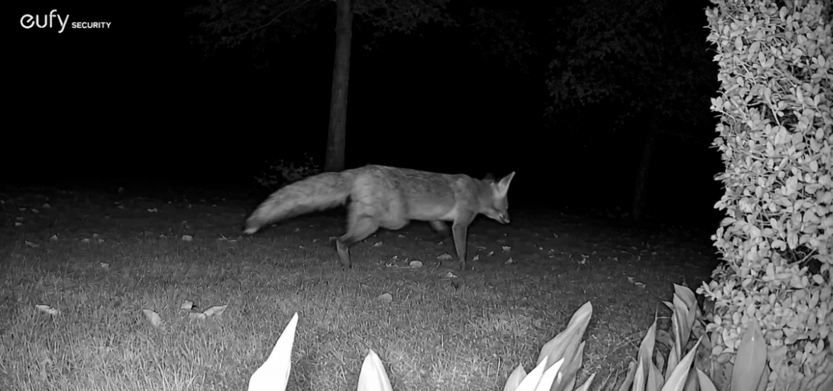 (video)Vos gespot bij mijn kippenhok, maar helaas …