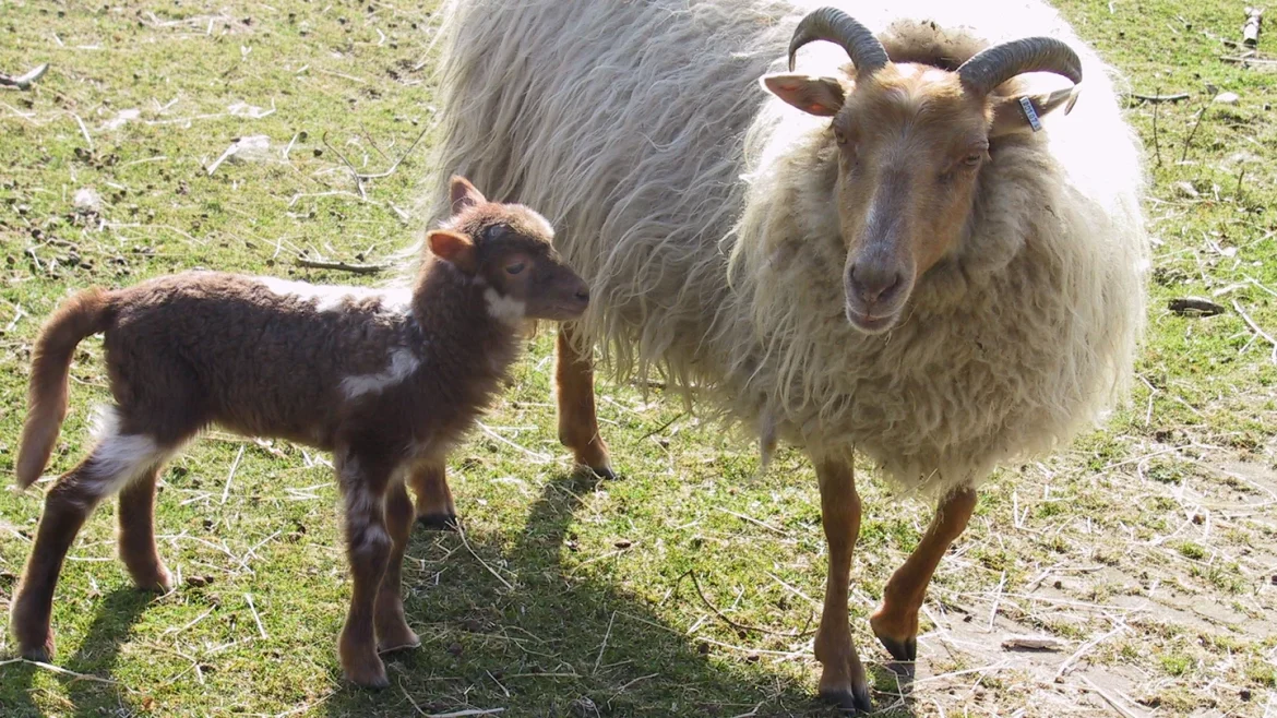 Themamiddag over de heide bij schaapskooi in Blaricum
