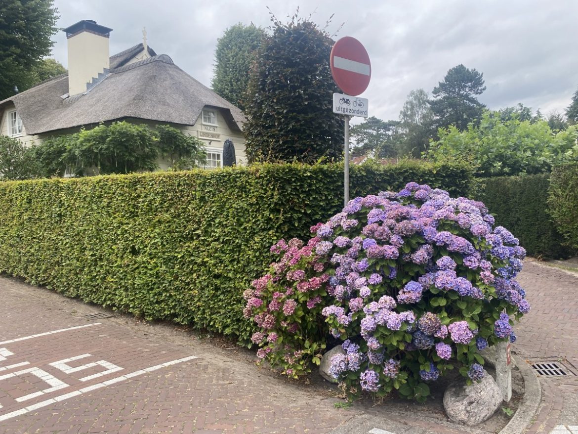 Donderdag: 1538x bekeken + Top 10 meest gelezen berichten