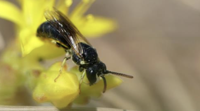 Provincie stelt € 600.000 beschikbaar voor bescherming kwetsbare planten en dieren
