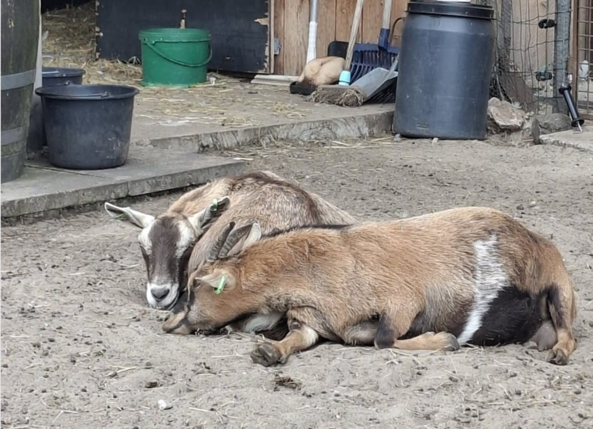 Bij het Geitenweitje mogen dieren dieren zijn.
