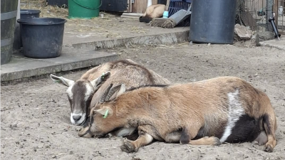 Bij het Geitenweitje mogen dieren dieren zijn.